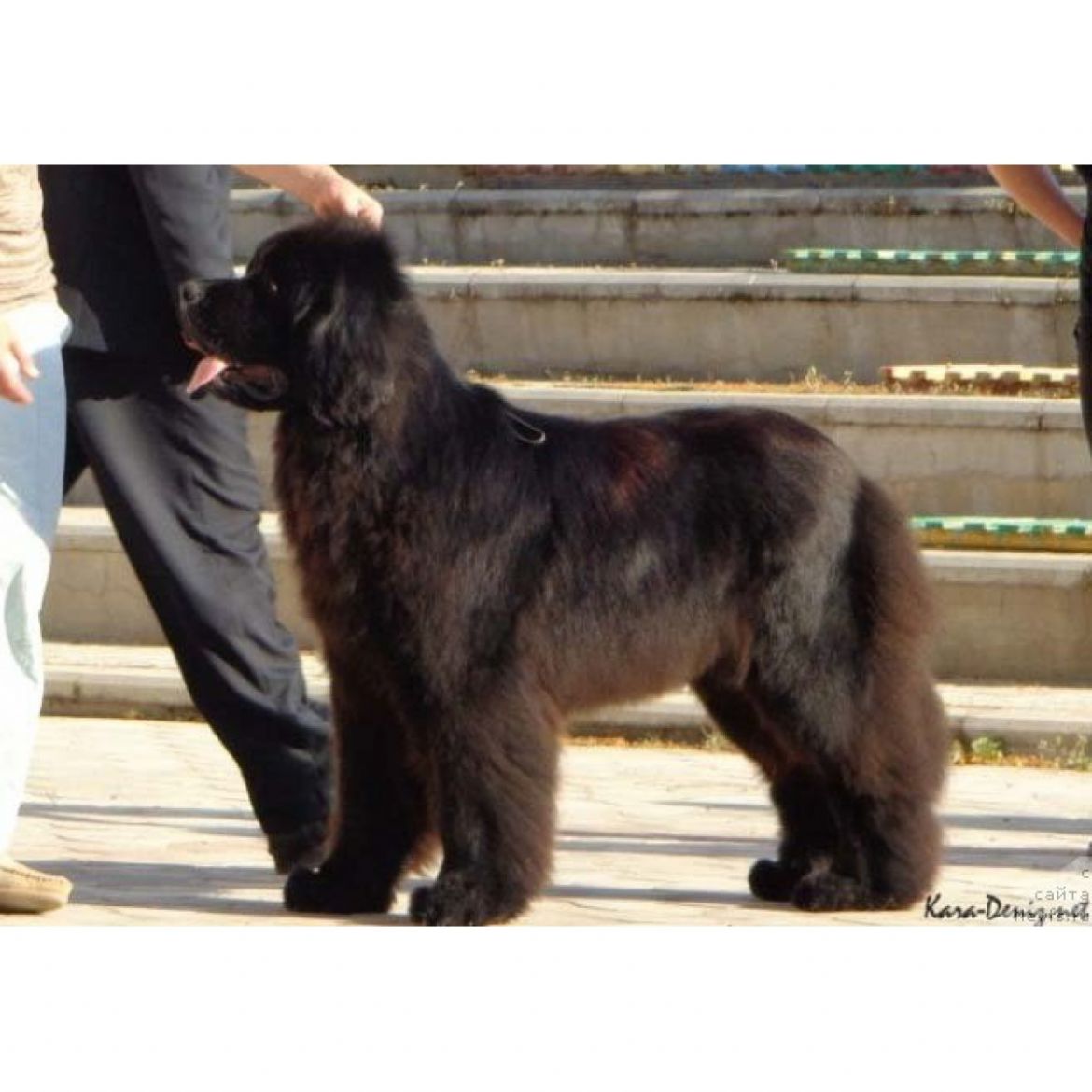 T Andschelo Orso Ariadna (04-01-2012)